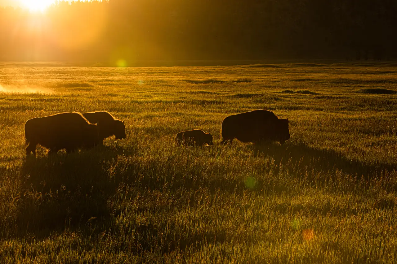 Bison at Sunrise, centered crop for 18 × 24 in.