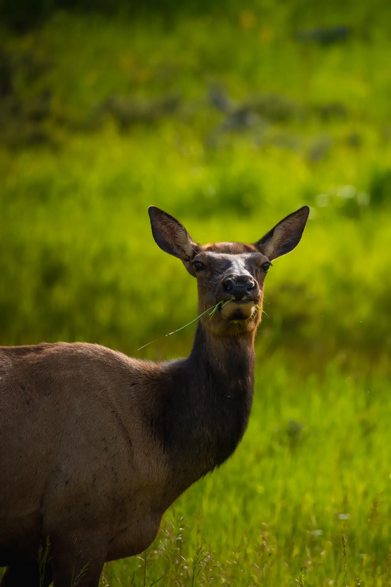 Deer in the Green Meadow, centered crop for 18 × 24 in.