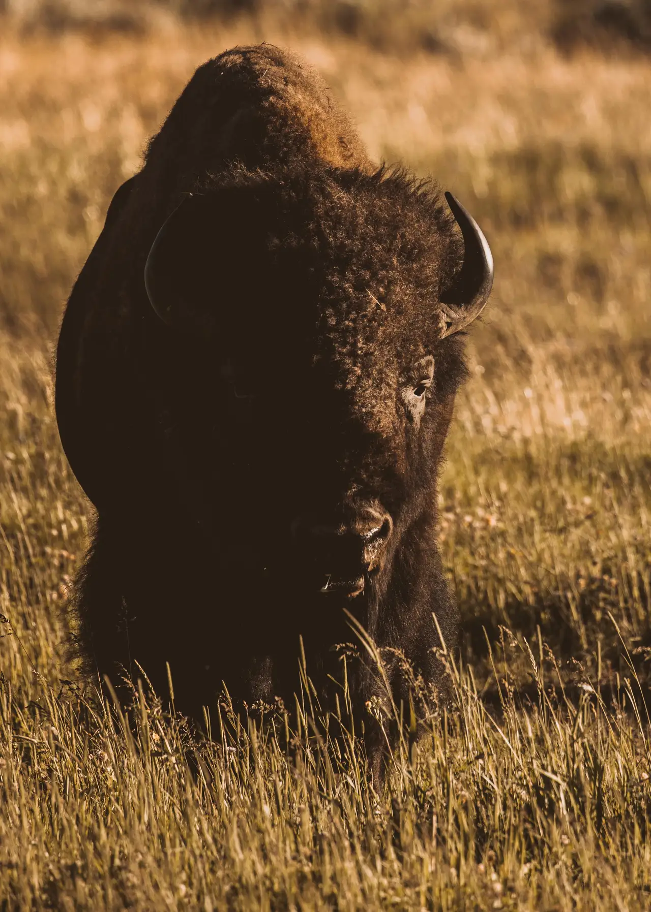 Bison in Evening Light, centered crop for 18 × 24 in.
