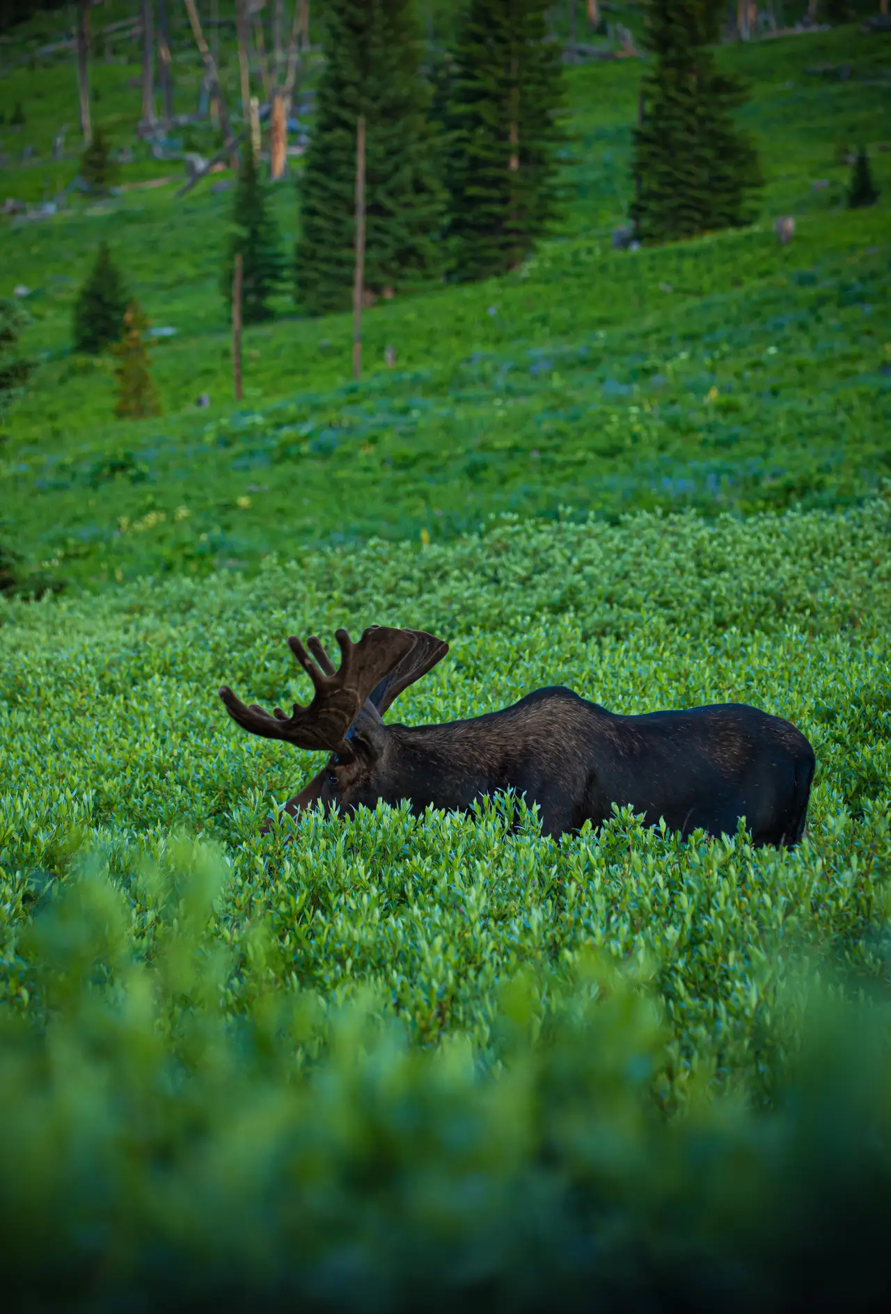 Moose in a Spring Meadow, centered crop for 18 × 24 in.