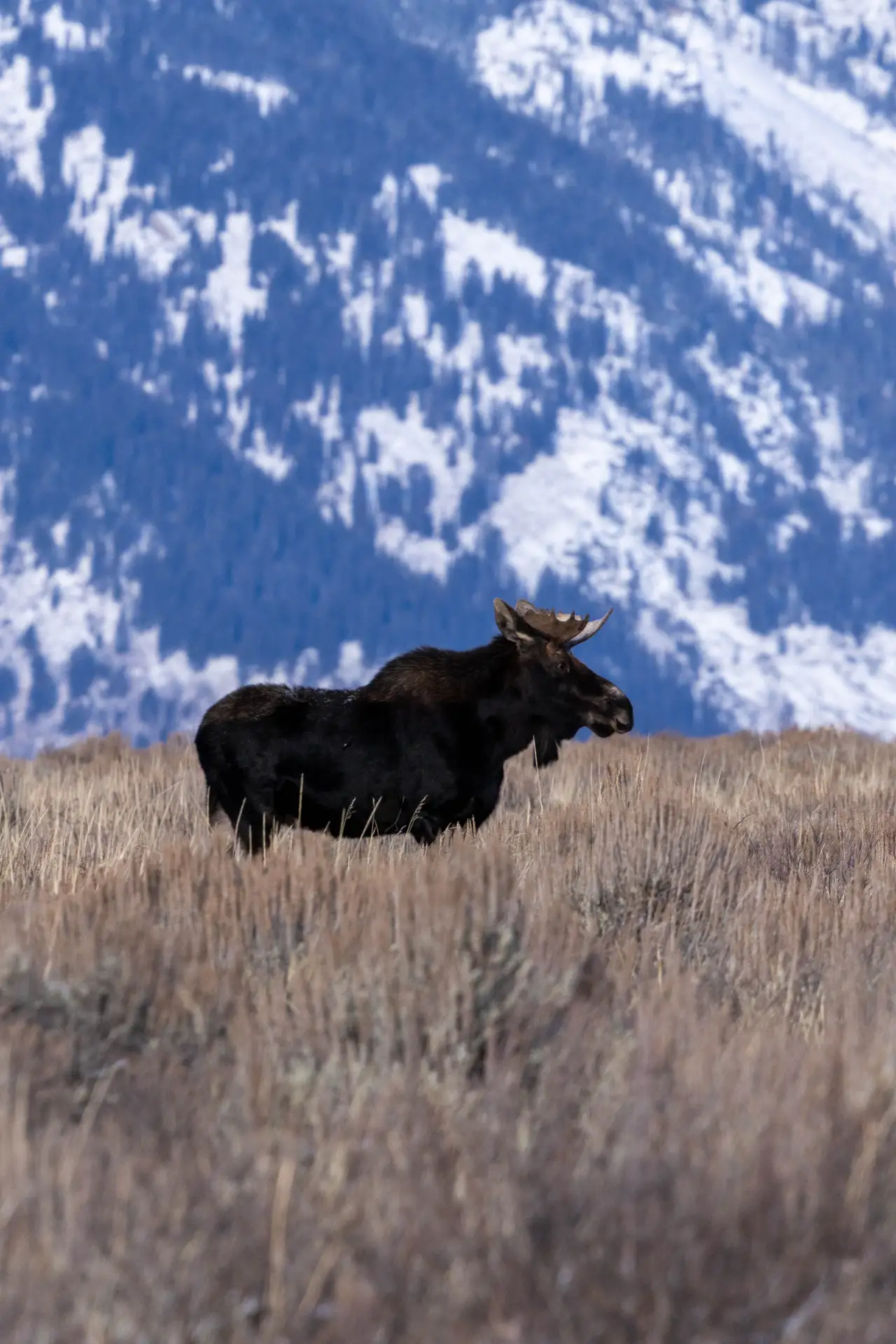 Fine-art photograph, “Moose Beneath the Tetons - 5M2A5281,” from the Wyoming collection.