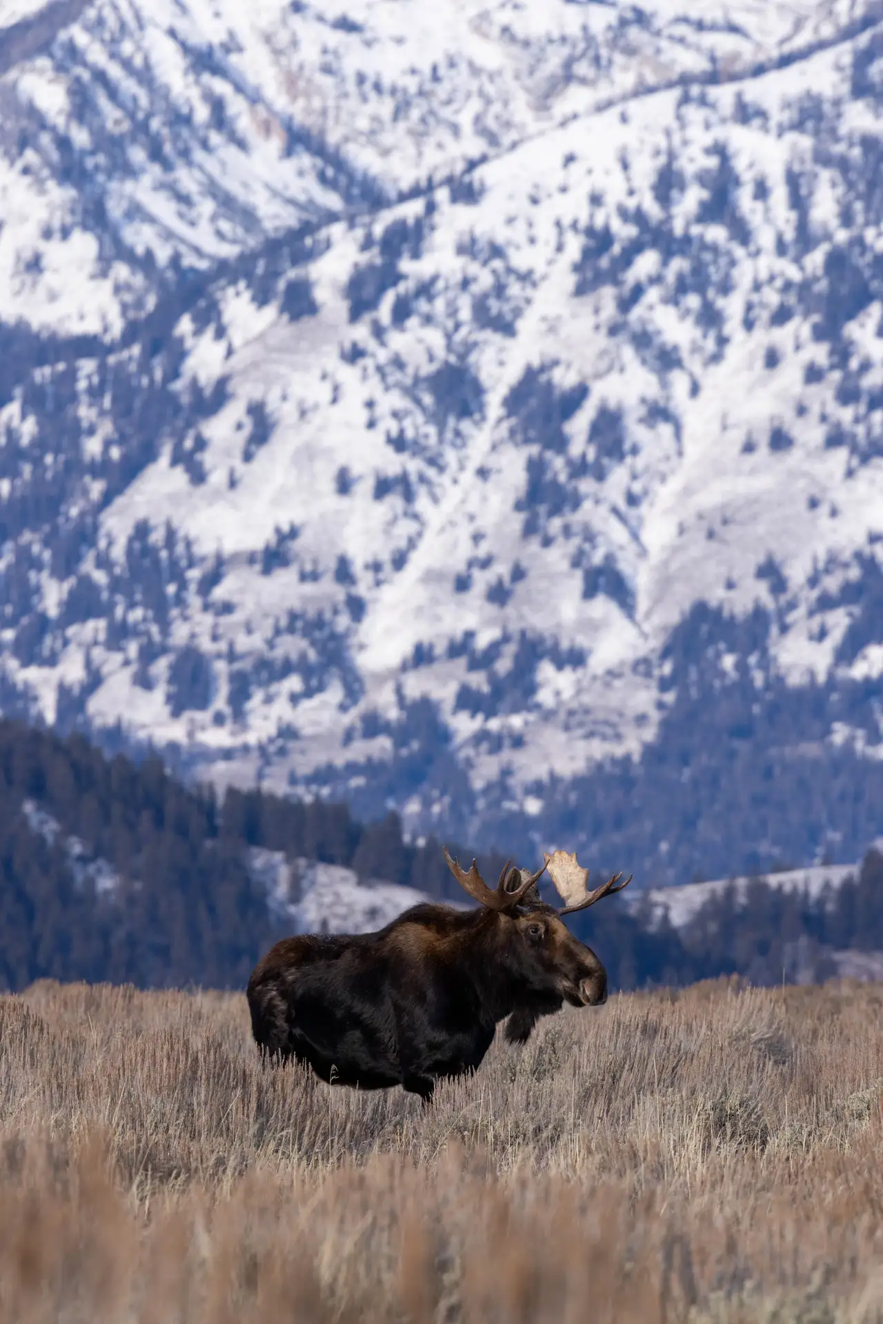 Fine-art photograph, “Moose Resting Beneath the Tetons - 5M2A5686,” from the Wyoming collection.